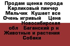 Продам щенка порода Карликовый пинчер. Мальчик. Кушает все. Очень игривый. › Цена ­ 3 000 - Новосибирская обл., Баганский р-н Животные и растения » Собаки   